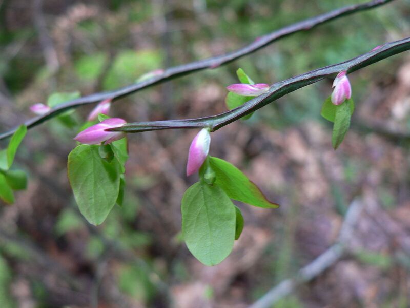 File:1280px-Vaccinium parvifolium 04041.JPG