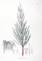 Thumbnail for version as of 09:01, 29 April 2025