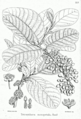 Thumbnail for version as of 09:20, 29 April 2025
