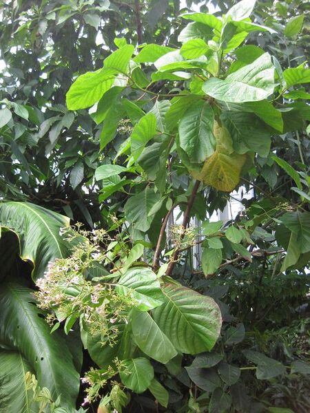 File:576px-IMG 1840 hunt09oct.jpg