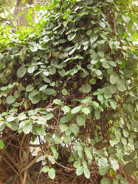 File:576px-IMG 7005 hunt09jun.jpg