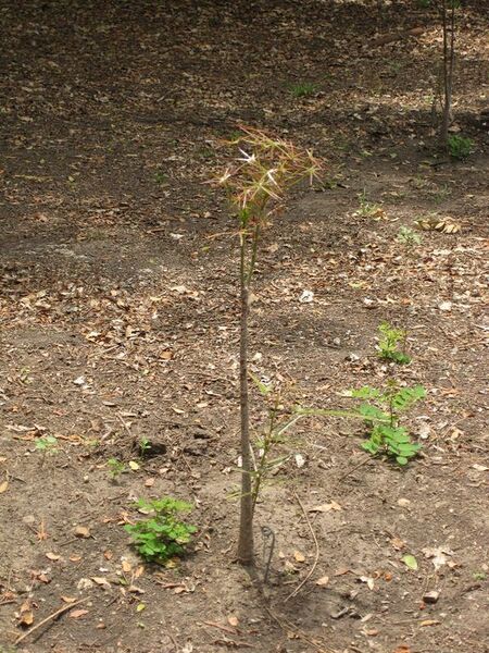 File:576px-IMG 7330 hunt09jun.jpg