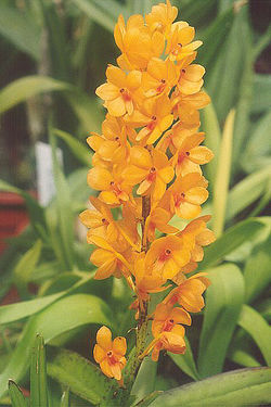 Rust-red Ascocentrum (Ascocentrum miniatum)