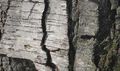 Birch bark