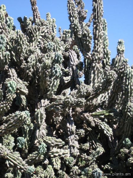 File:Cereus horribarbis-IMG 0486 hunt07.jpg