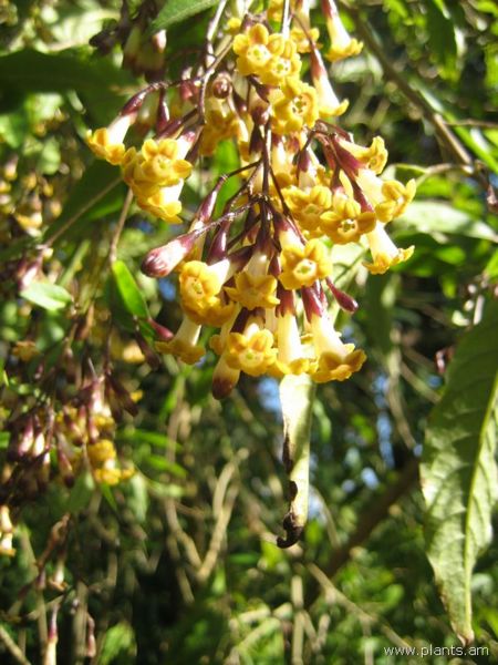 File:Cestrum guatemalensis-IMG 8101 sfbg0308.jpg