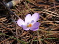 Thumbnail for version as of 10:59, 25 May 2007