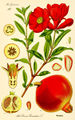 Thumbnail for version as of 11:37, 6 May 2007