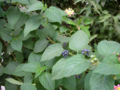 Ripe (dark) and unripe (green) lantana berries
