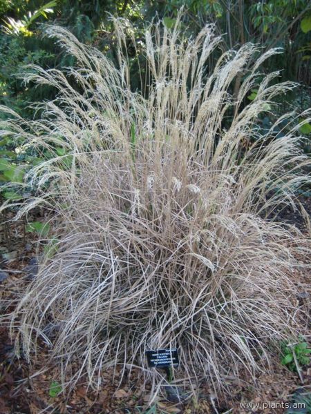 File:Miscanthus trans-morrisonensis-silvergrass-IMG 7665 sfbg0308.jpg