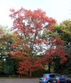 Tree in fall color
