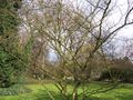Habitus of leafless plant