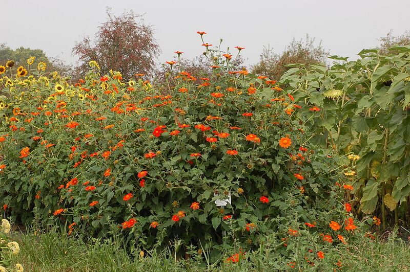 File:1024px-Mexican Sunflower Tithonia rotundifolia Plants 3008px.jpg