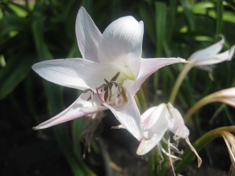 File:1280px-IMG 2106 hunt0903.jpg