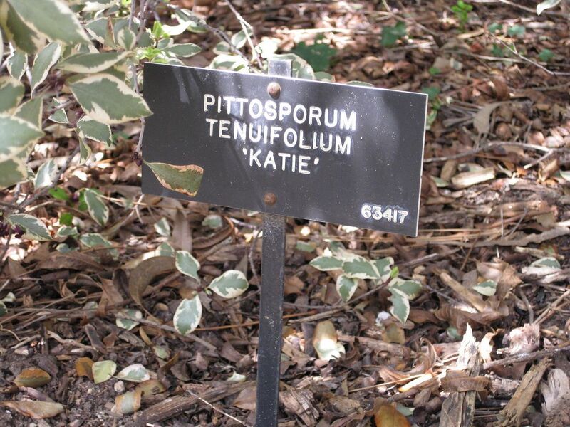 File:1280px-IMG 4494 hunt0904.jpg