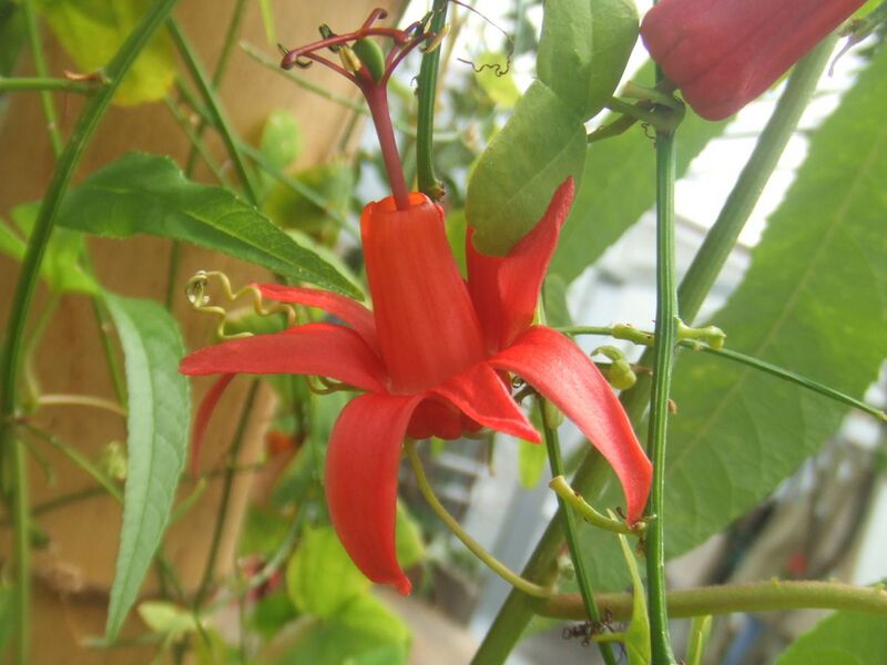 File:1280px-Passiflora murucuja5.jpg