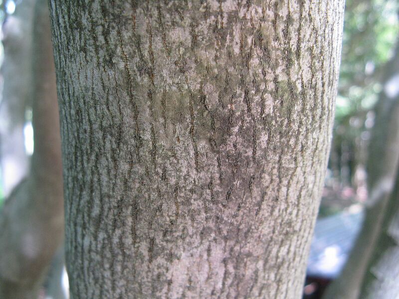 File:1280px-Sapium japonicum1.jpg