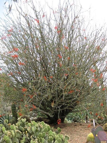 File:576px-IMG 7433 hunt09jun.jpg