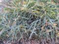 Acacia glaucoptera (flat wattle)