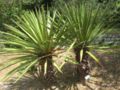Agave hookeri