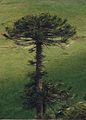 Araucaria vista desde arriba