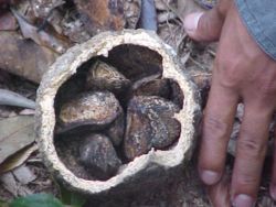 Brazil Nut fruit