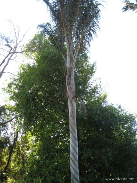 File:Ceroxylon hexandrum-wax palm-IMG 7049 sfbg0308.jpg