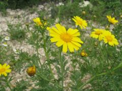 Chrysanthemum coronarium