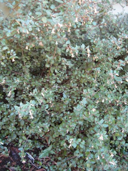 File:Correa-ivory bells-IMG 7003 sfbg0308.jpg