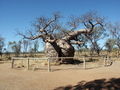 Boab Adansonia gregorii in Australia