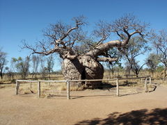 Adansonia gregorii, the Boab