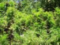 Cannabis field seized by authorities
