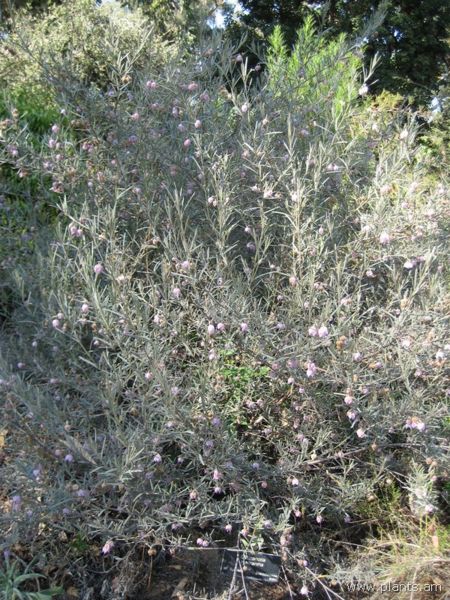 File:Guichenotia macrantha-IMG 0648 hunt07.jpg