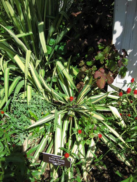 File:IMG 0113 nybg09.jpg