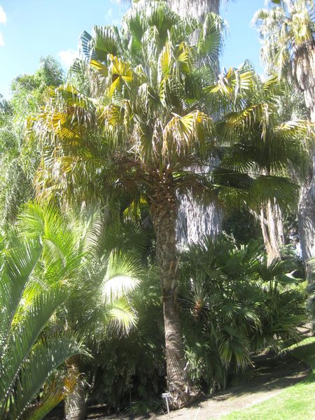 File:IMG 2078 hunt0903.jpg