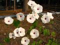 Ipomoea pandurata in bloom.