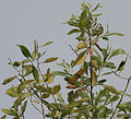 Leaves at canopy on the branchesin