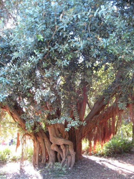 File:Metrosideros excelsa-pohutukawa-new zealand christmas tree-IMG 7026 sfbg0308.jpg