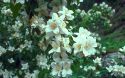 Mock orange