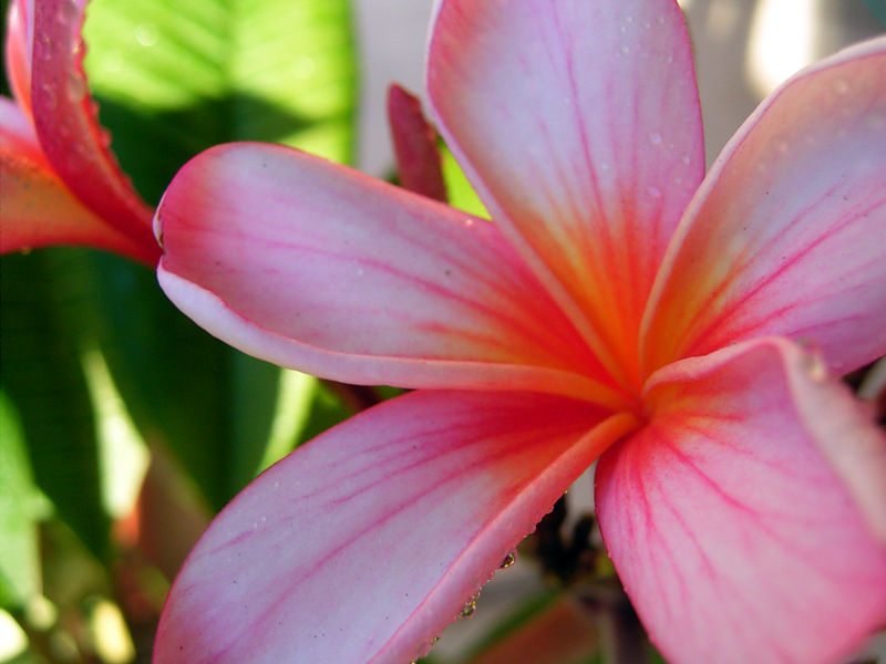 File:Pink Frangipani-8583.jpg