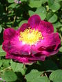 'Alain Blanchard' (Vibert 1839)