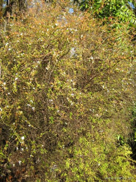 File:Spiraea thunbergii-ogon-IMG 7647 sfbg0308.jpg