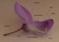 Thumbnail for version as of 04:50, 15 June 2007