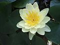 Nypmhaea alba