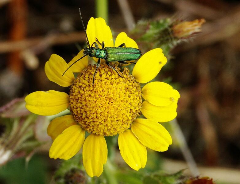 File:1002px-Oedemera lurida-3.jpg