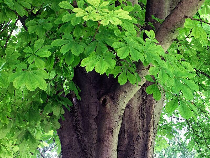 File:1024px-Aesculus hippocastanum-1.jpg