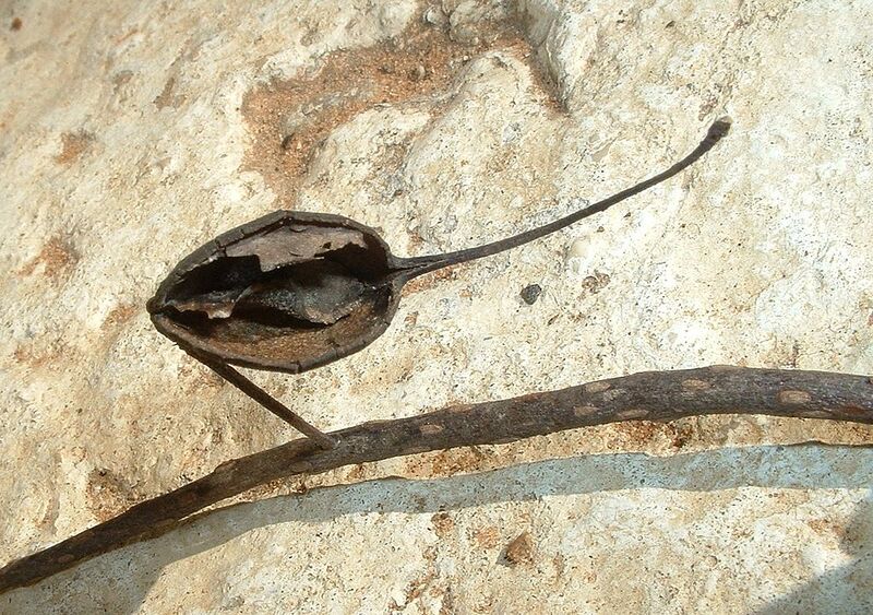 File:1024px-Grevillea robusta dry seed pod.jpg