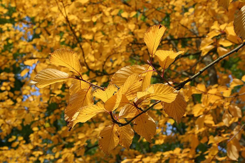 File:1024px-Sorbus alnifolia 'Submollis' JPG1La.jpg