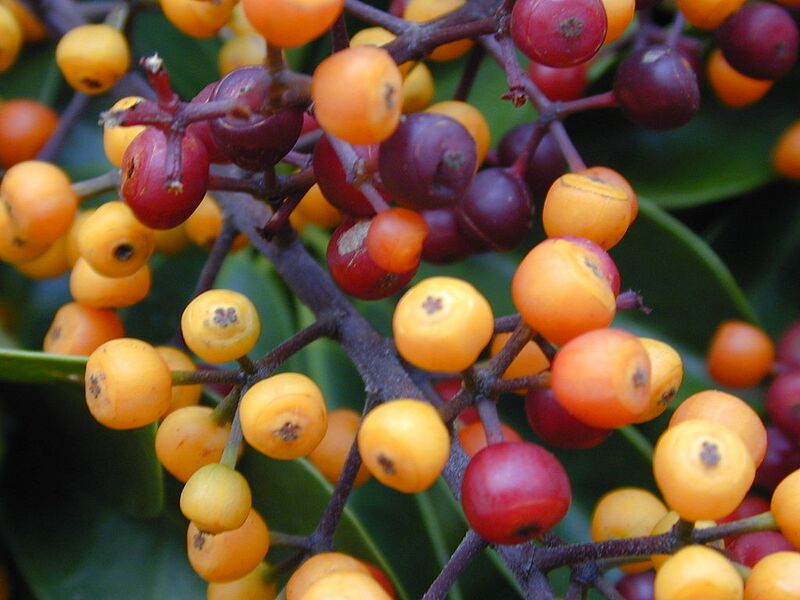 File:1024px-Starr 020108-0007 Schefflera arboricola.jpg