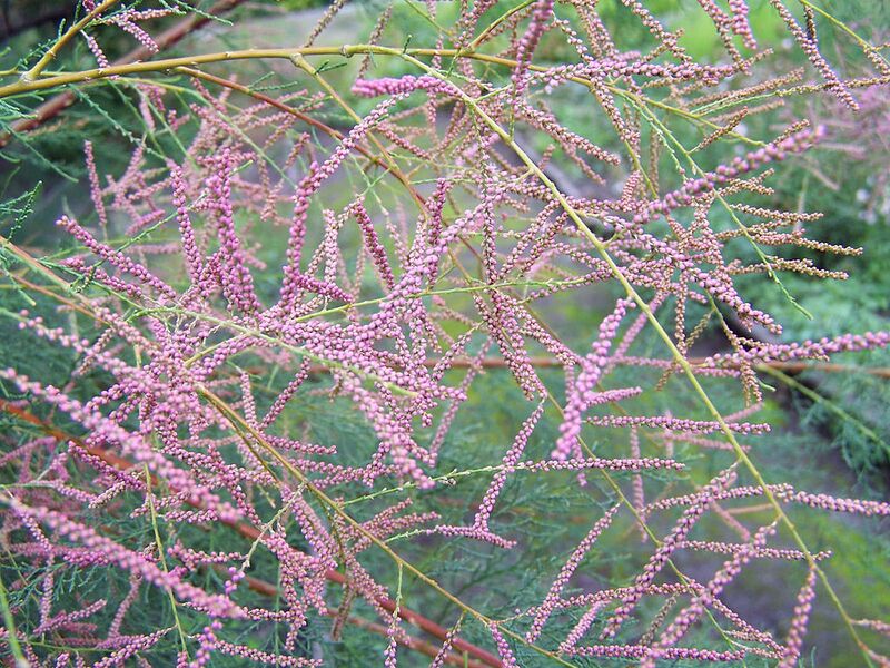 File:1024px-Tamarix ramosissima a3.jpg